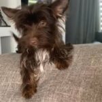 Chocolate Yorkshire Terrier Girl in Glasgow