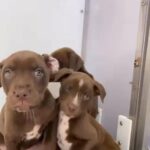 Staffy Cross in London
