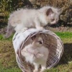 3 Gorgeous Ragdoll Kittens in Preston