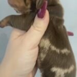 Stunning Mini Dachshunds in Preston