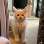 Maine Coon in London