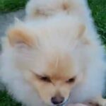 2 POMERANIANS BOYS UP FOR SALE in Swansea