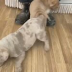 American Bully in Birmingham