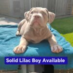 XL bully 2 males 1 female in Bradford