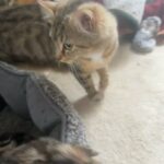 Mixed Bengal Kitten in Bradford