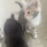 Kittens In Bradford Ready For New Home in Bradford