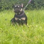 French bulldog fluffy in Manchester