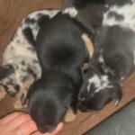 merle jack russell’s in Shropshire