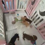 Miniature Dachshund Puppy in South Ayrshire