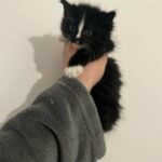 Ragdoll X Maincoon in Liverpool