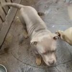 Male XI Bully Puppy (ABKC) in London