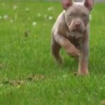 ABKC REGISTERED XL BULLIES in Leicester