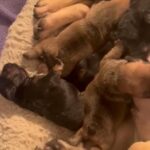 Beautiful Litter Of French Bulldogs in Plymouth