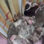 English bulldogs in Bristol