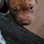 bully❌️bandog female pick of litter looking for her forever home in London