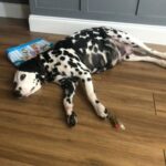 Kc Dalmation in Doncaster