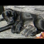 Cane Corso Puppies Champion Bloodline in Nottingham