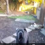 cane corso in Sheffield