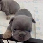 French Bulldog Puppies in Leeds