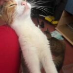 Mother Cat Needs A Home in Enfield