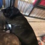 3 X Mastiff Mix Boys 8 Weeks in West Devon
