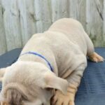 English Bulldog Male in Blackburn with Darwen