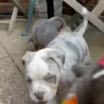 American Bully Pocket in Manchester