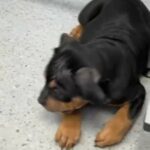 XL bully Black Tri in Surrey Heath