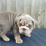 English Bulldog Male in Blackburn with Darwen