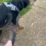 Rottwiller in Maldon