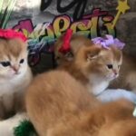 Beautiful Scotish Kittens in Gravesham