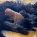 Maine Coon Kittens in Coventry