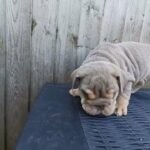 Tiny female english bulldog in Blackburn with Darwen