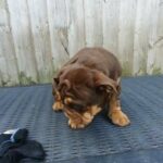 Fully suited choc & tan female in Blackburn with Darwen