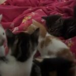 5 Kittens Ready To Be Taken Home in Enfield