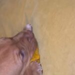 American Bully Pups READY TO LEAVE NOW‼️ in Leicester