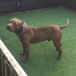 German Shepherd Polish Import in Birmingham
