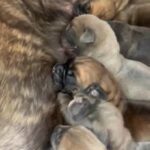 Cane Corso Pups in Cheshire East