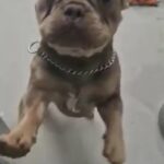 Stud Dog Available in Hertfordshire