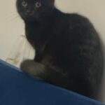 Half British Shorthair Kitten in London
