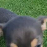 chihuahua for sale in Rhondda Cynon Taf