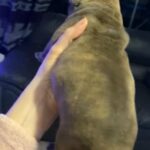 Pocket Bully Female READY TO LEAVE in Cheshire East