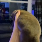Pocket Bully Female READY TO LEAVE in Cheshire East