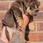 📢🚨⚠️REDUCED ⚠️🚨📢English bulldog puppies double Nemesis lines in Cheshire East