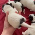 Beautiful Maltese Cross Jack Russell Puppies in Carlisle