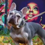 French Bulldog in Kingston upon Hull