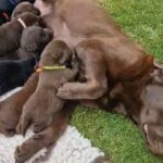 Chocolate  and Black kc registered pups in South Lanarkshire