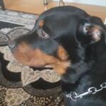 Rottweiler pure pedigree 8 months male in London