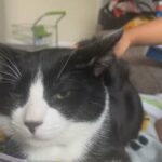 Black And White Cat in Medway