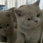 Beautiful British Shorthair Kittens in Manchester